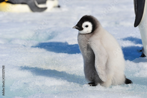 Emperor Penguin chicks in Antarctica