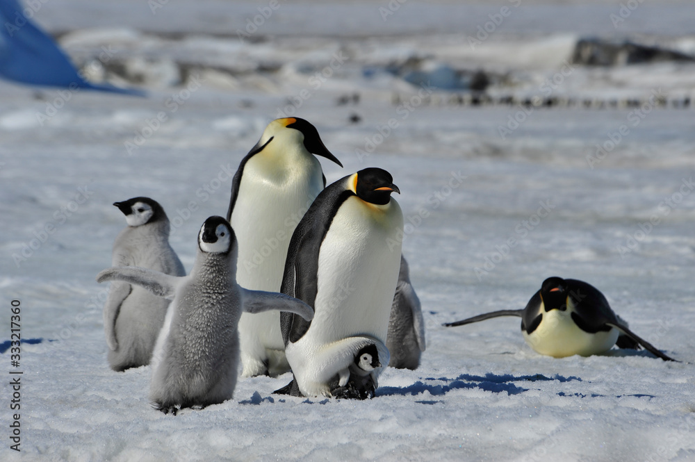 Obraz premium Emperor Penguins with chicks