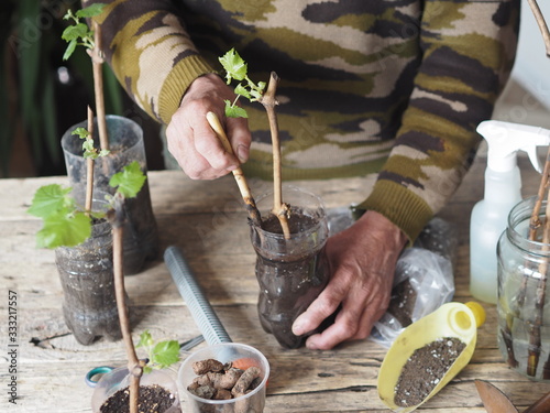 Gardening.Male hands plant grape cuttings in plastic containers for growth and planting in the garden.Wooden background. Propagation of grapes.