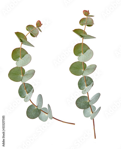 Two Eucalyptus branches isolated on white background photo