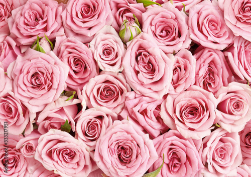 Background image of pink roses. Top view of rose flowers