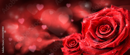 Red roses flower on valentine background.  Valentines day wide rose banner and copy spce for text.