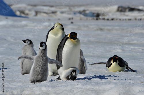 Emperor Penguins with chicks © Silver