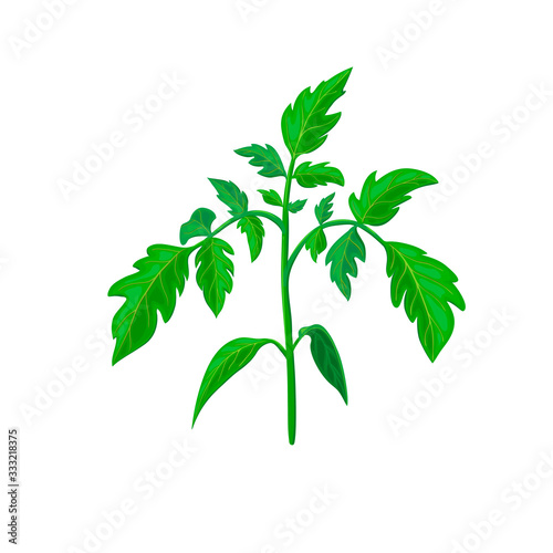 healthy tomato plant branch or green leavf isolated on white. realistic vector illustration. vegetable plant icon for gardening or farming design. green shoot or spring sprout of young tomato plant