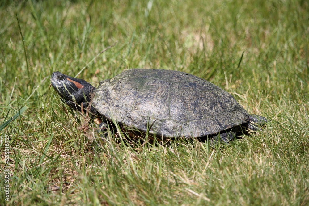 Fototapeta premium Tortue