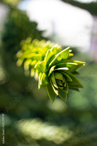 Spring flower in different colors