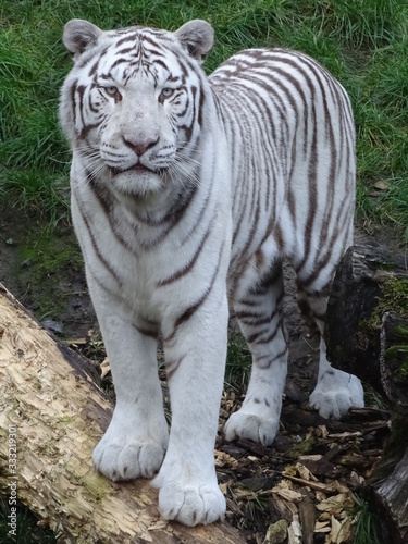 tigre  animal  chat  jardin zoologique  sauvage  faune  blanc  felidae  bande  mammif  re  pr  dateur  bengale  nature  carnassiers  sib  rien  grand  orange  jungle  tigre du bengale  fourrure  bande  b