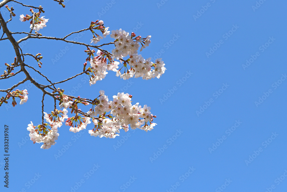 桜 桜