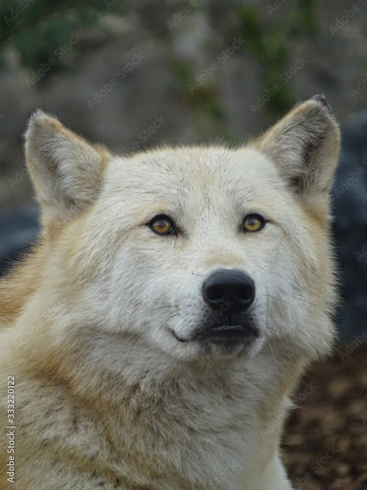 canis lupus, animal, sauvage, faune, mammifère, prédateur, nature, gris, canidae, fourrure, gris, chien, carnassiers, canis lupus, visage, animal, blanc, canis lupus, tête, portrait, forêt, jardin zoo canis lupus, animal, sauvage, faune, mammifère, prédateur, nature, gris, canidae, fourrure, gris, chien, carnassiers, canis lupus, visage, animal, blanc, canis lupus, tête, portrait, forêt, jardin zoo
