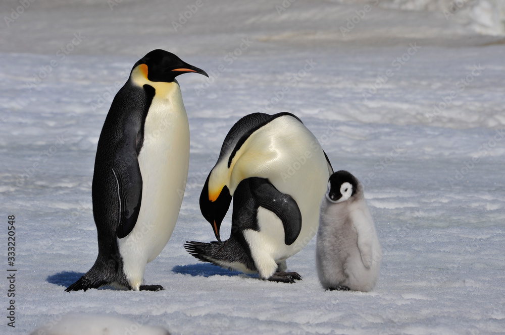 Obraz premium Emperor Penguins with chicks