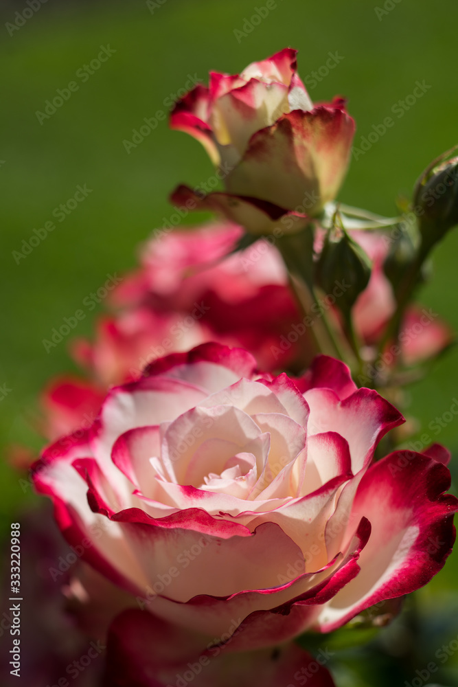 Obraz premium flowers in the garden