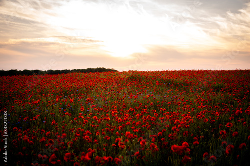 poppy field at sunset © Kata Lima