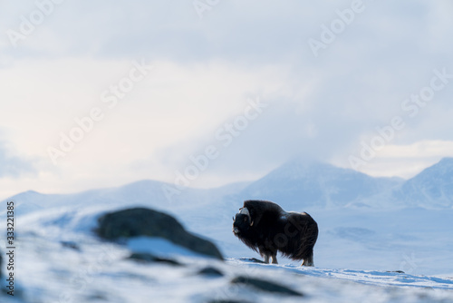 Musk ox in their environment