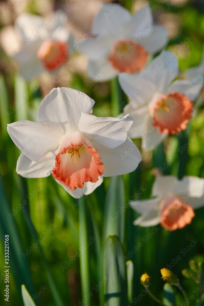 Naklejka premium Les narcisses