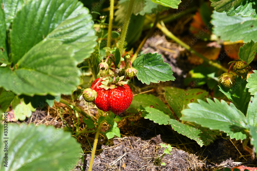 Strawberry berries ripen in the garden Strawberry berries ripen in the garden