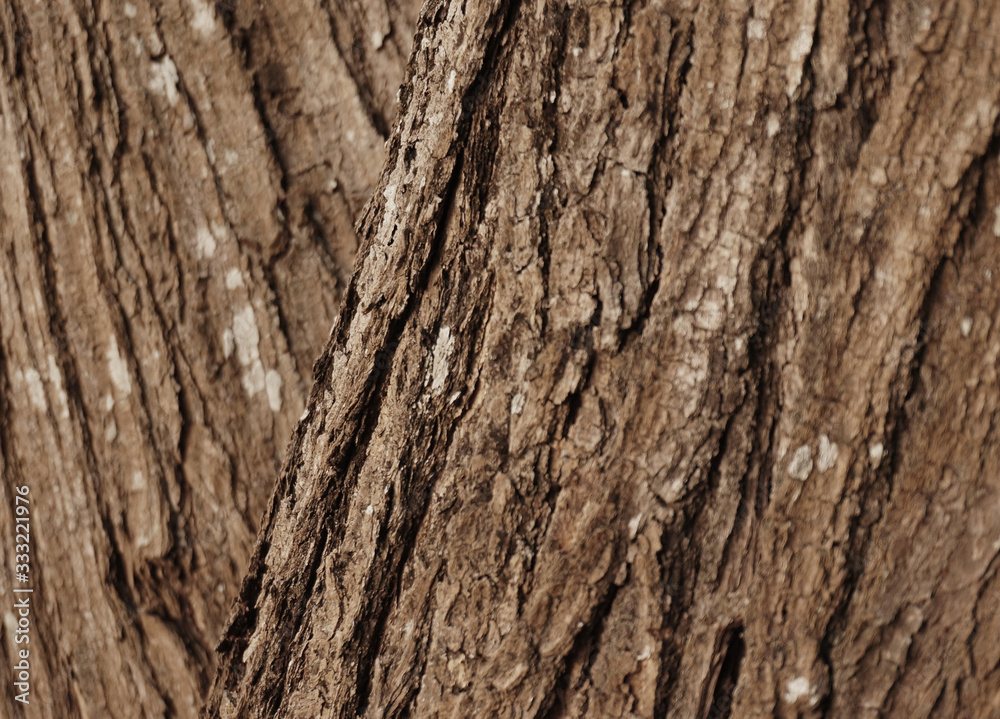 brown of tree wood bark background brown of tree wood bark background