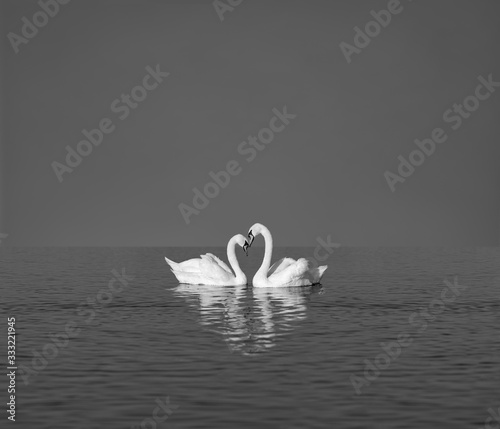 Fotografia two white swans on blue lake