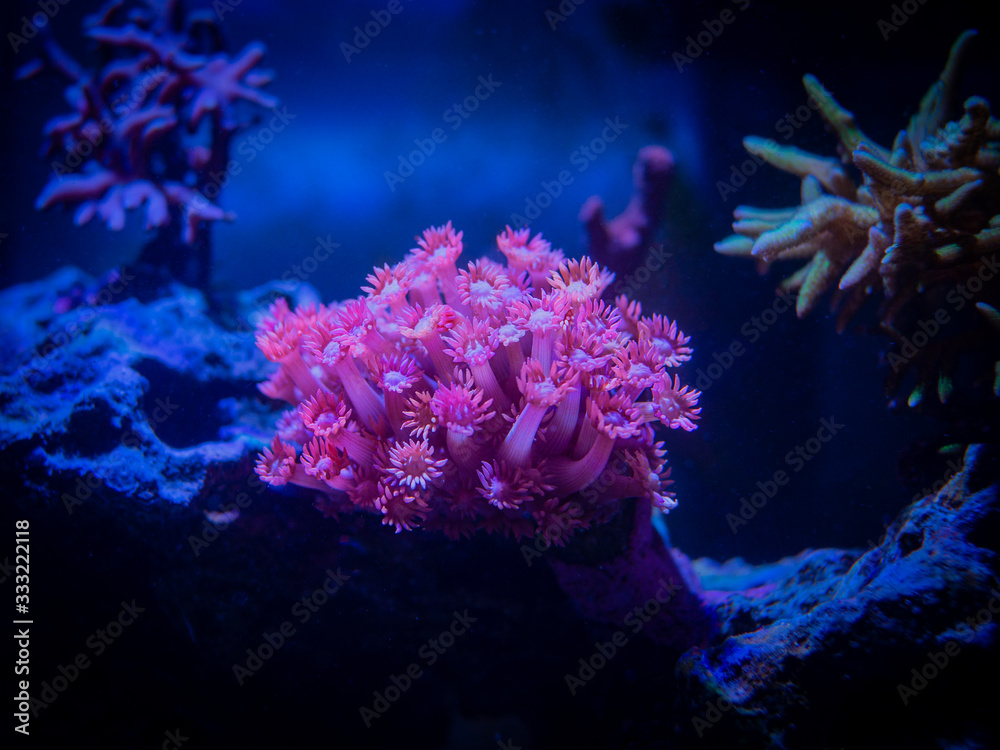 Aquarium Coral" Images – Browse 79 Stock Photos, Vectors, and Video | Adobe  Stock
