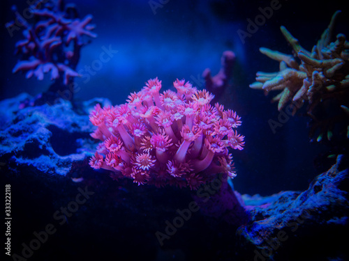 Pink goniopora (flowerpot coral - LPS coral) in a reef aquarium