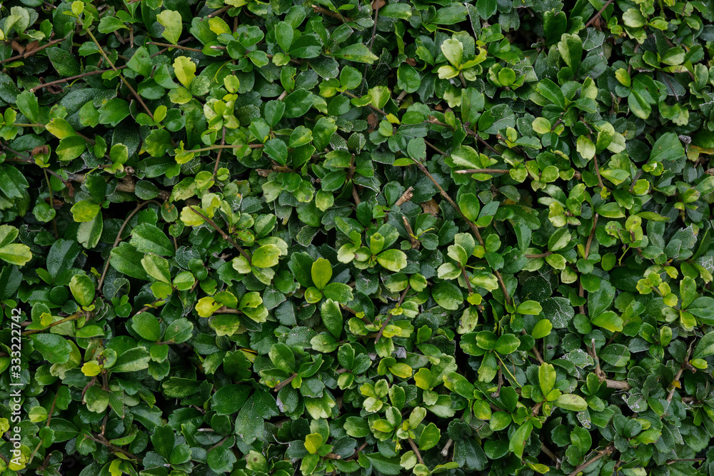 Obraz premium beautiful background of green leaf texture green and nature