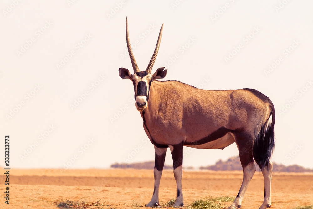 Wild african animal. Lonely Oryx walks through the Namib desert Wild african animal. Lonely Oryx walks through the Namib desert