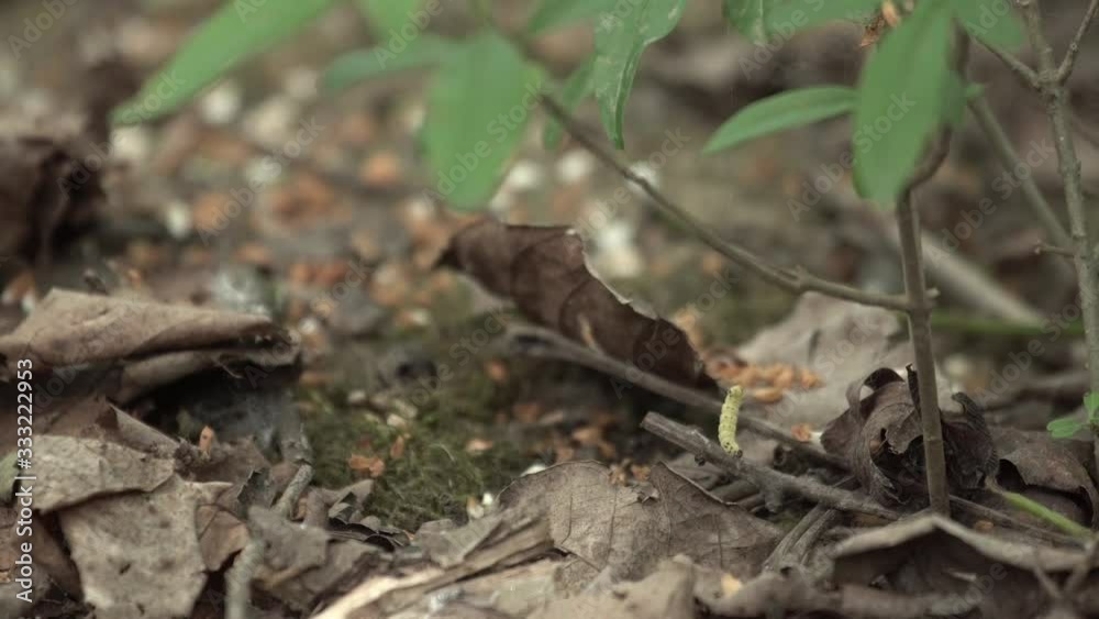 caterpillar is crawling down along a branch in forest caterpillar is crawling down along a branch in forest