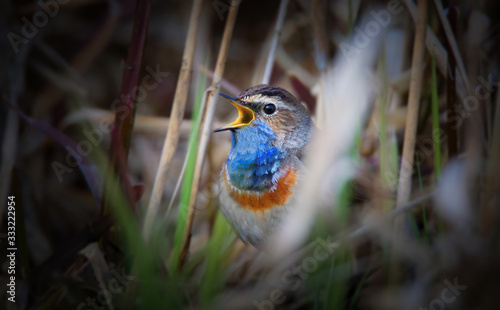 White-spotted bluethroat Luscinia svecica cyanecula on a reed stalk photo