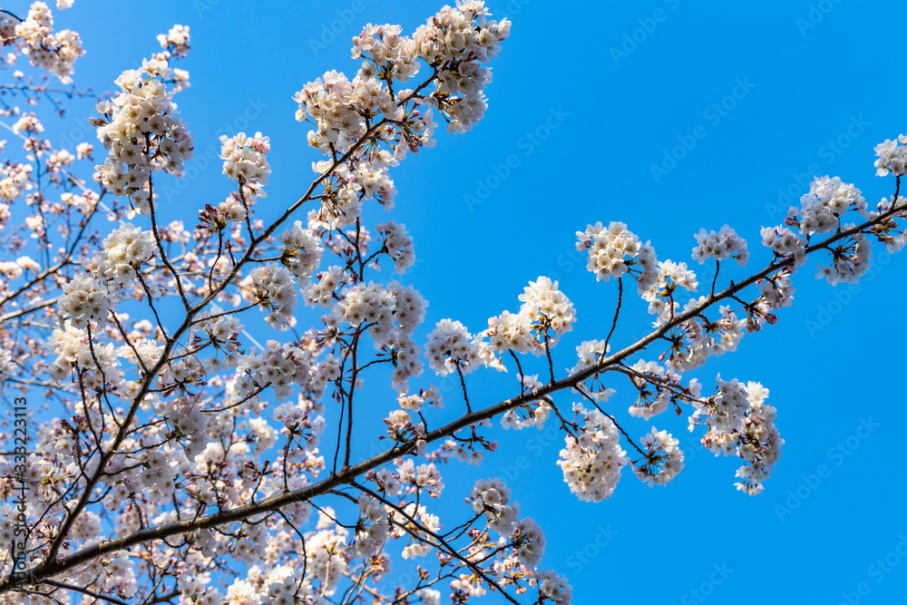 cherry blossoms in spring season cherry blossoms in spring season