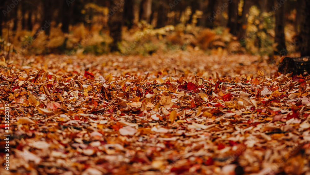 Tapis de feuilles dans la forêt à l'automne Tapis de feuilles dans la forêt à l'automne