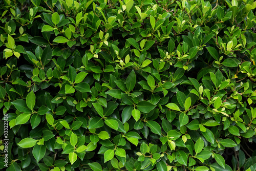 beautiful background of green leaf texture green and nature