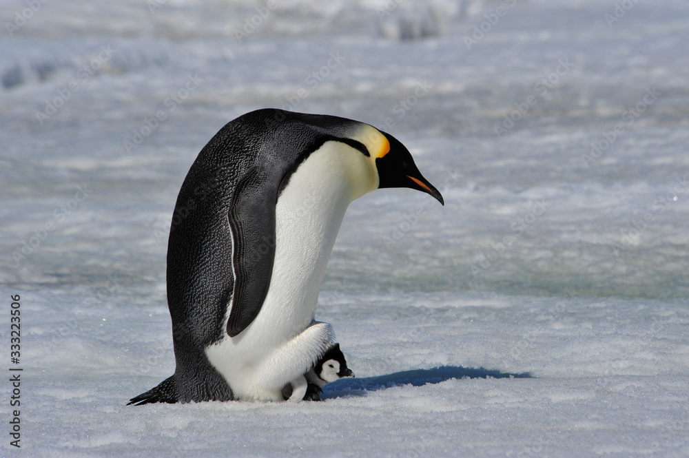 Obraz premium Emperor Penguin with chick