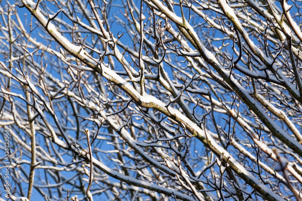 Obraz premium Close-up of tree branches covered in snow with a blue sky background. Selective focus on foreground branches.