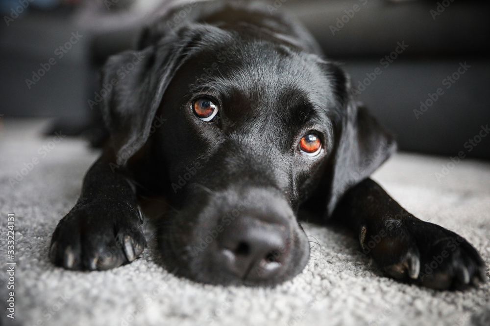 Junger schwarzer Labrador mit braunen Augen liegt im Wohnzimmer auf einem Teppich