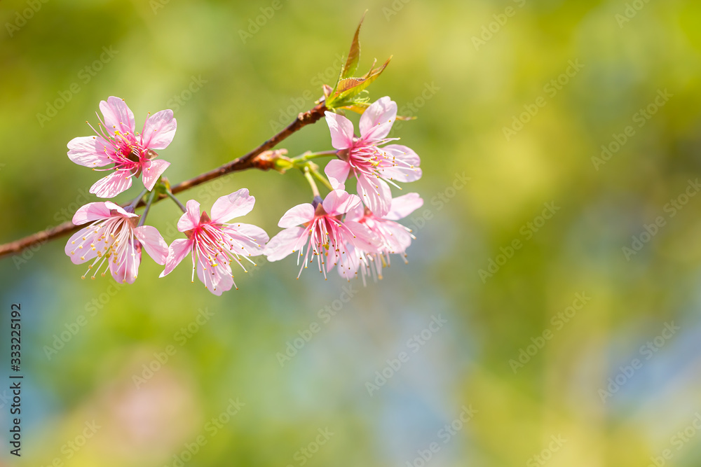 beautiful wild himalayan cherry flower ( Prunus cerasoides ) beautiful wild himalayan cherry flower ( Prunus cerasoides )