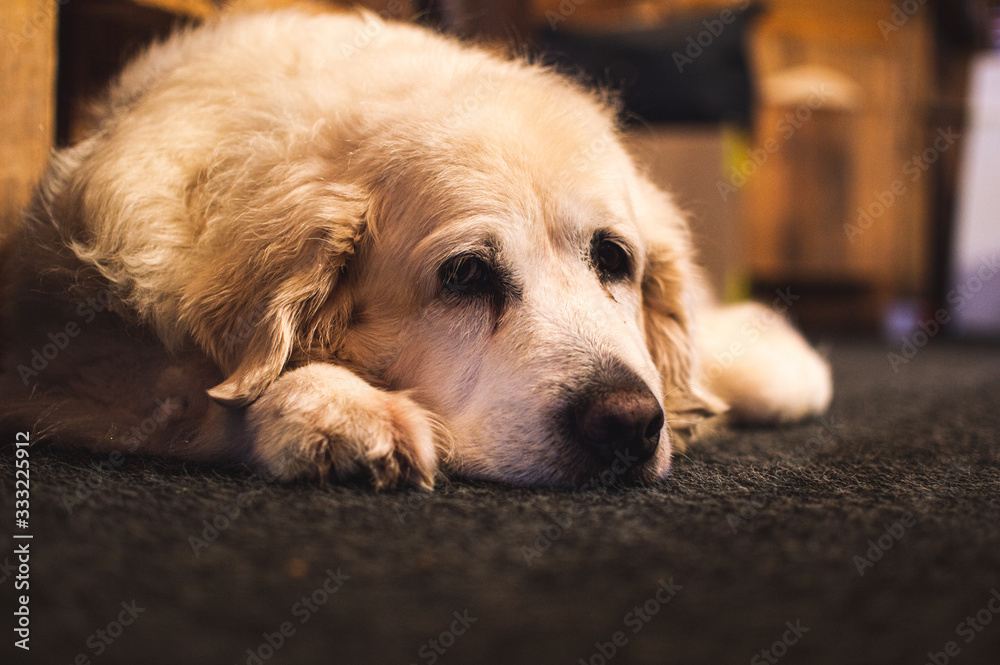 white labrador white labrador