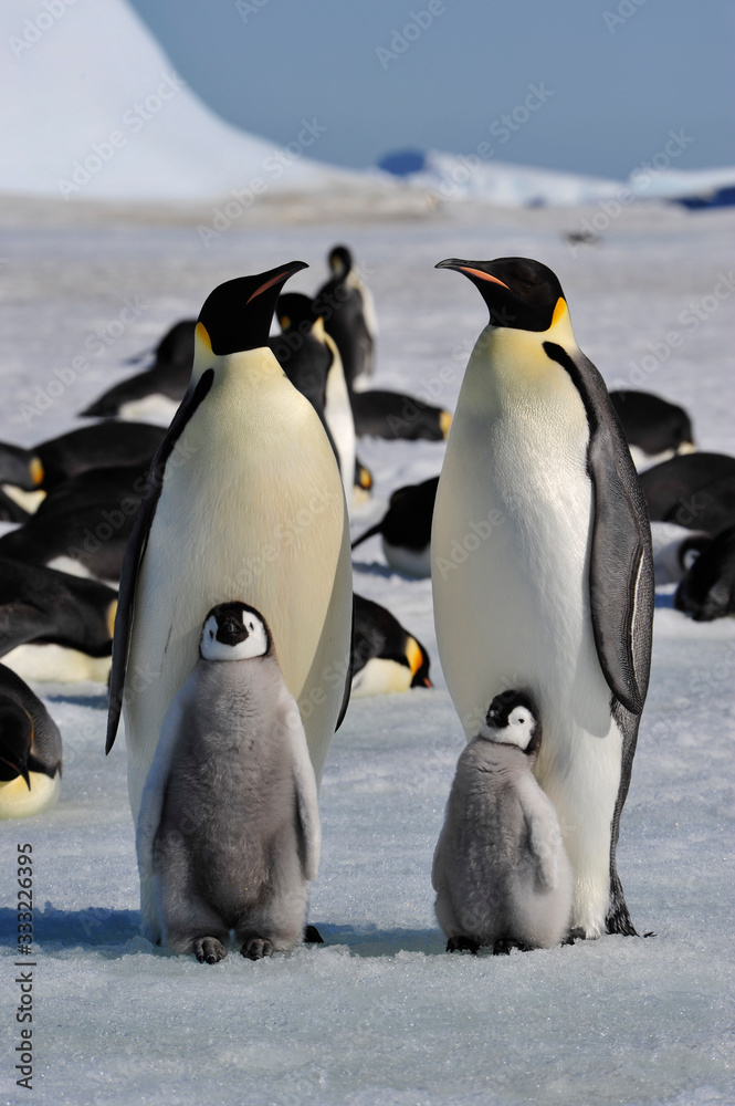 Obraz premium Emperor Penguins with chicks