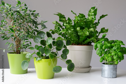 Decorating with green indoor plants in pots. 