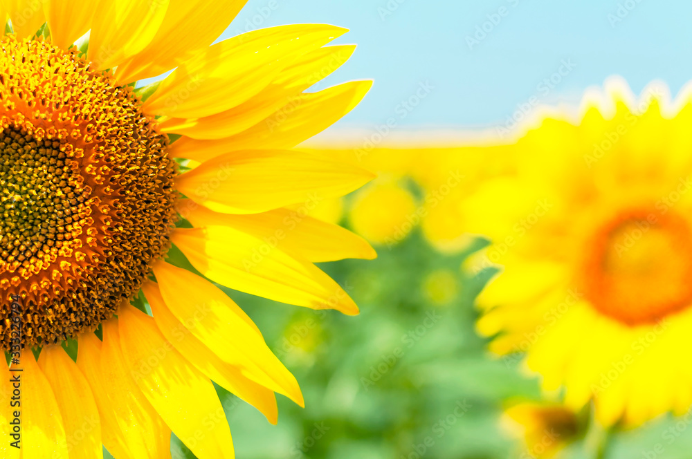 Obraz premium Sunflower natural background. Beautiful landscape with yellow sunflowers against the blue sky. Sunflower field, agriculture, harvest concept. Sunflower seeds, vegetable oil