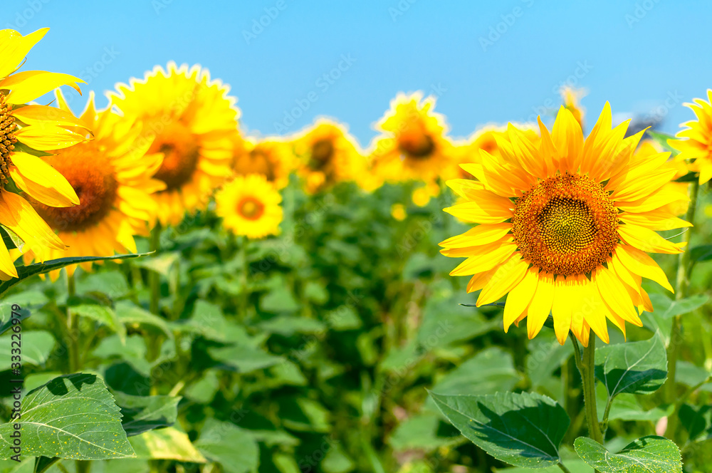 Sunflower natural background. Beautiful landscape with yellow sunflowers against the blue sky. Sunflower field, agriculture, harvest concept. Sunflower seeds, vegetable oil Sunflower natural background. Beautiful landscape with yellow sunflowers against the blue sky. Sunflower field, agriculture, harvest concept. Sunflower seeds, vegetable oil