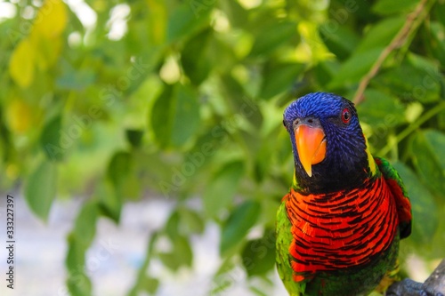 A parrot ( burung nuri ) is perched on a tree photo