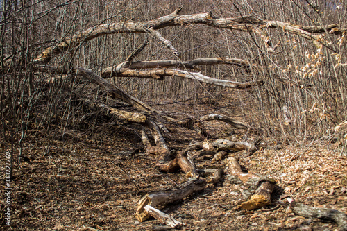 tree collapsed in the forest on the road © Aram