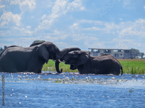 Photography elephants in the water national park