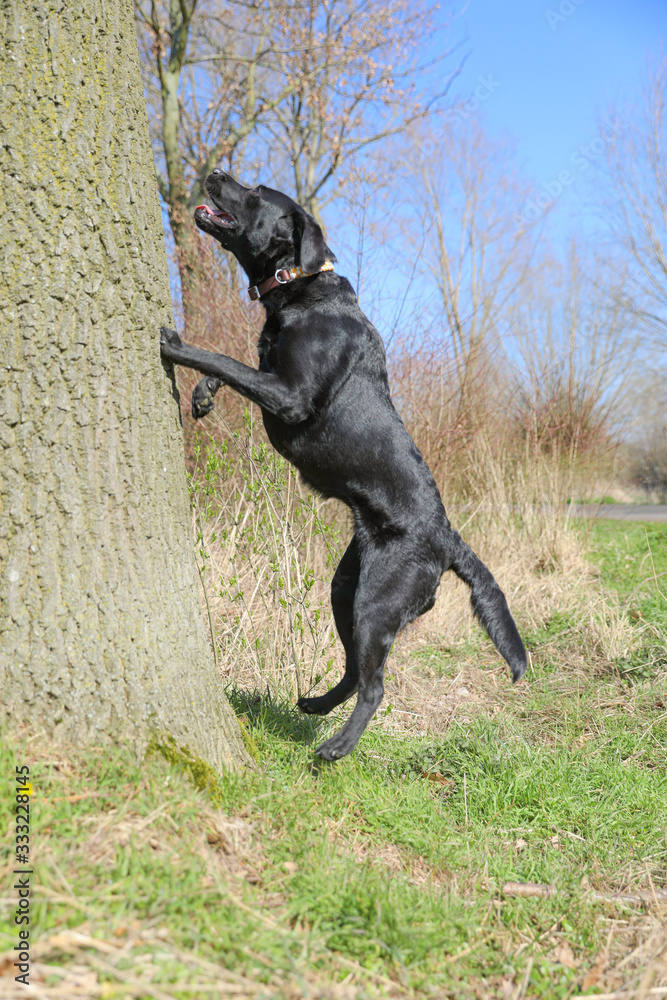 Junger schwarzer Labrador springt an einem Baum mit blauem Himmel Junger schwarzer Labrador springt an einem Baum mit blauem Himmel