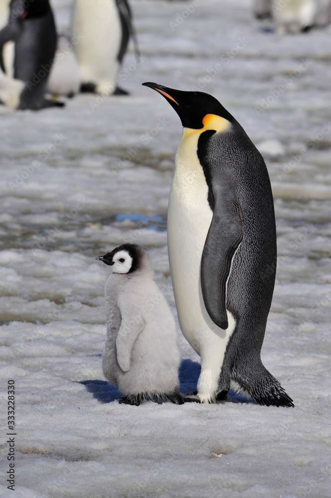 Fototapeta premium Emperor Penguin with chick