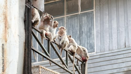 A Troop Of Monkeys Sitting On The Steel Railing In Rangsit, Pathum Thani, Thailand - Low Angle Shot photo