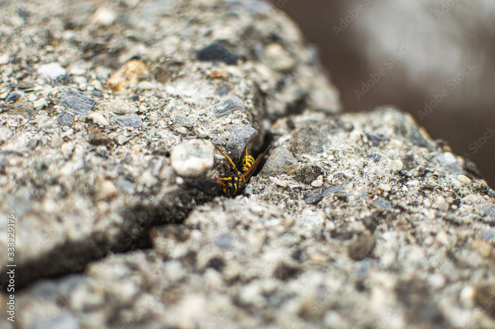 bee bee