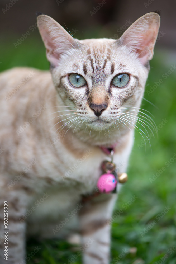 Fototapeta premium Short hair of blue eye cat in garden