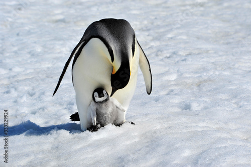 Emperor Penguin with chick