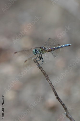 dragonfly © Sarah