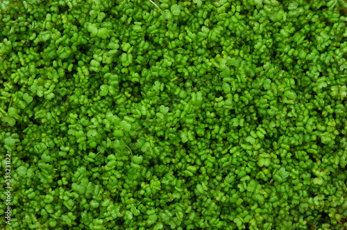 texture with micro greens mustard, green sprouts photo